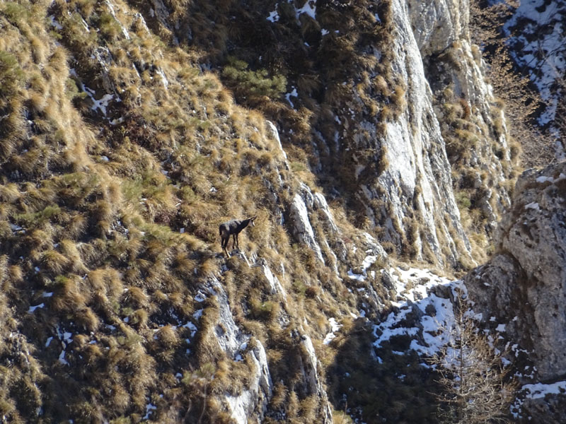 Rupicapra rupicapra.....dal Trentino Alto Adige